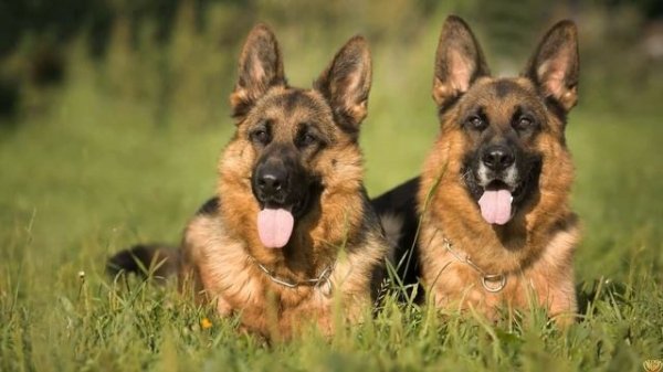 Кавказская овчарка против Немецкой овчарки. Схватка двух овчарок.