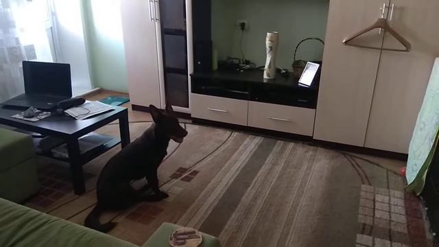 Команды знает Ириса смотреть онлайн