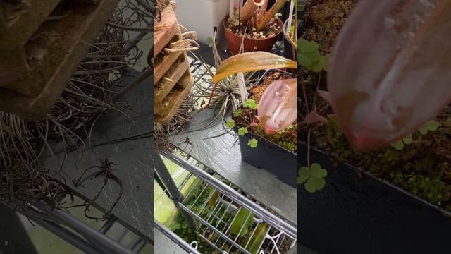 Hybrid update: N. spathulata x jacquelineae, BE смотреть онлайн