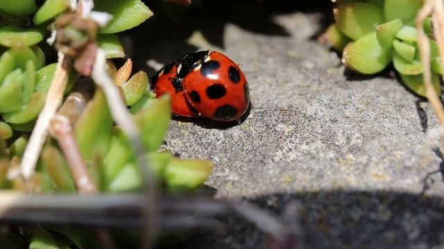 Божьи коровки. Любовь смотреть онлайн