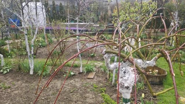 9. April 2023 Прогулка по даче .Верба у меня в саду .. смотреть онлайн