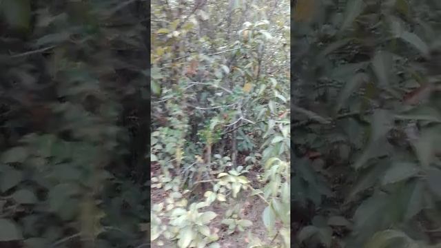 Jungle Journey.... смотреть онлайн
