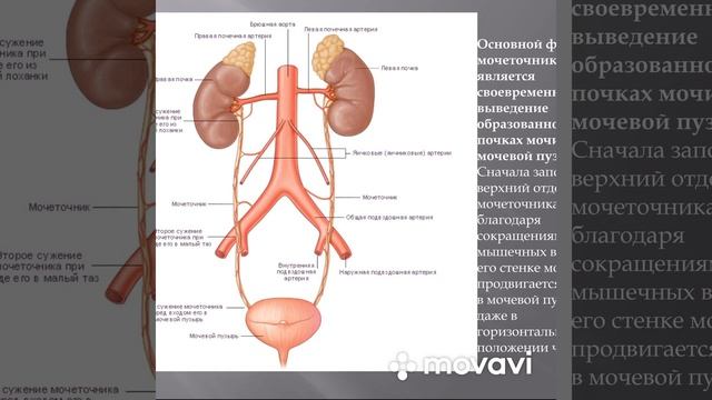 Нормальная и лучевая анатомия мочеточников смотреть онлайн