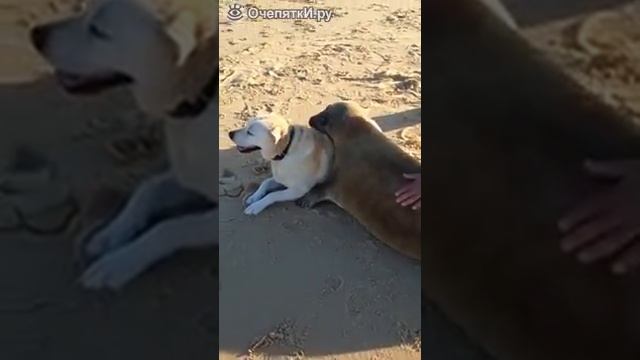 Тюлень и собака