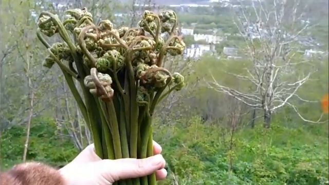 230.Камчатка, папоротник в сыром виде, питьевая вода из реки и другое смотреть онлайн
