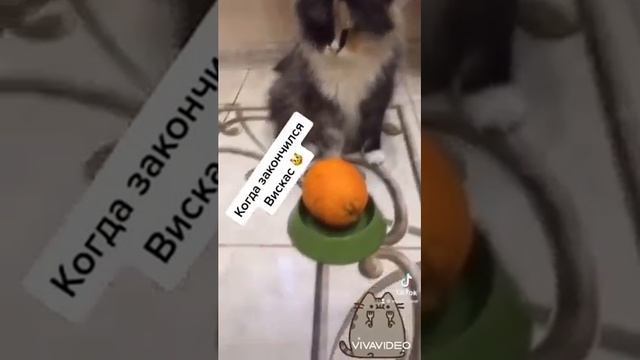 Видеоподборка:смешное видео «Music Caat”