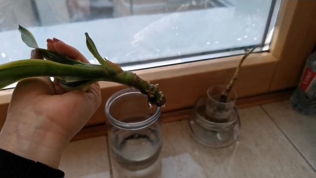 Сансеиверия ,один из способов размножения смотреть онлайн