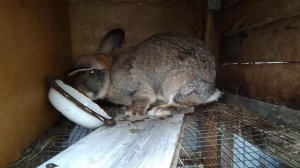 КРОЛИКИ.СОДЕРЖАНИЕ.ПОРОДА ФЛАНДР БЕЛЬГИЙСКИЙ ВЕЛИКАН