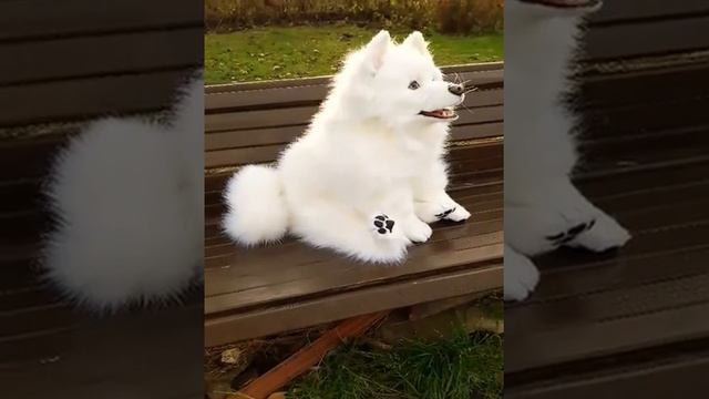 Копия видео "20171106 155620 76306383331920" смотреть онлайн
