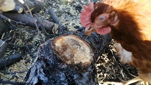 Как сохранить чеснок до весны смотреть онлайн