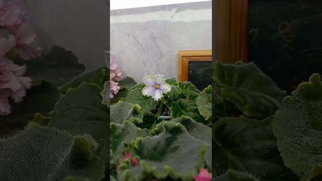 Мой стеллаж с стантартными фиалками) смотреть онлайн