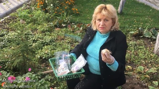 Аллярии - декоративные луки.Как правильно сажать и выращивать луки в своем саду. смотреть онлайн