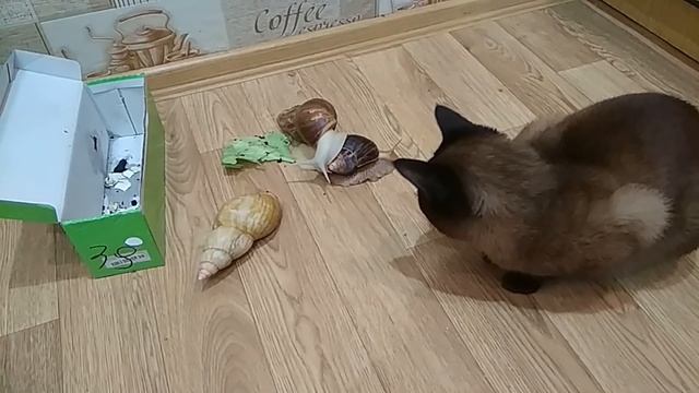 Наши питомцы знакомятся с выброшенной улиткой УЛИТКА АХАТИНА Домашние улитки ахатины видео@A4a4a4a4