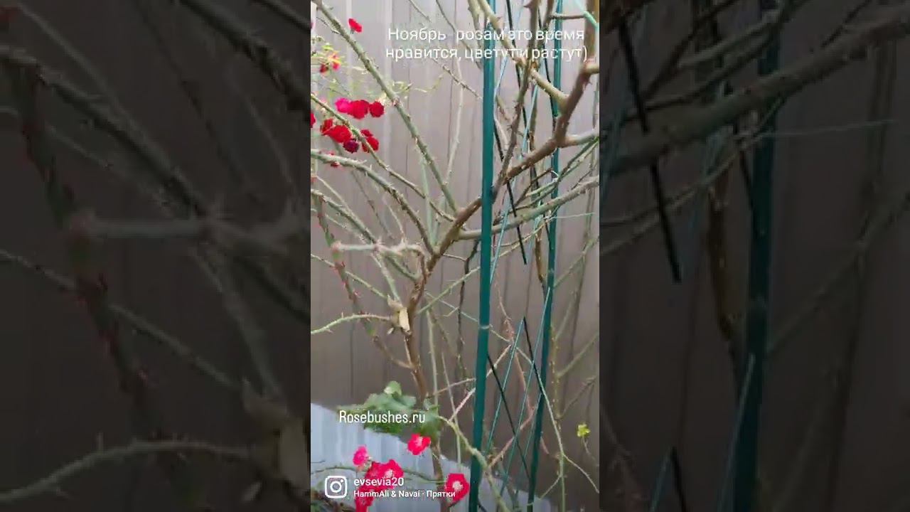 rosebushes.ru смотреть онлайн