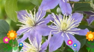 Клематис крупноцветковый юста. Краткий обзор, описание характеристик, где купить саженцы clematis