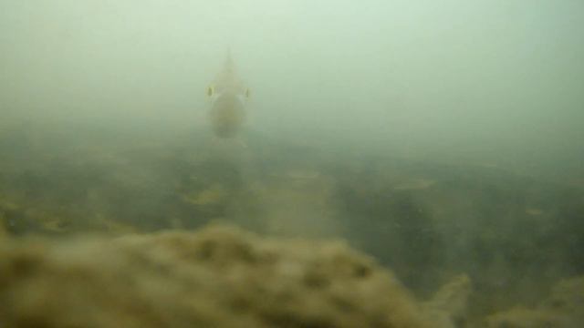зимняя рыбалка. Поиск рыбы зимой. №1 смотреть онлайн