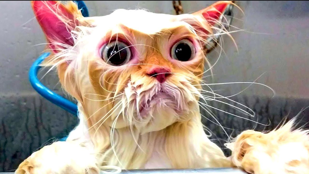 Я РЖАЛ ЦЕЛЫЙ ЧАС?ПОДБОРКА СМЕШНЫХ КОТОВ И СОБАК ДЛЯ ХОРОШЕГО НАСТРОЕНИЯ? #29 смотреть онлайн