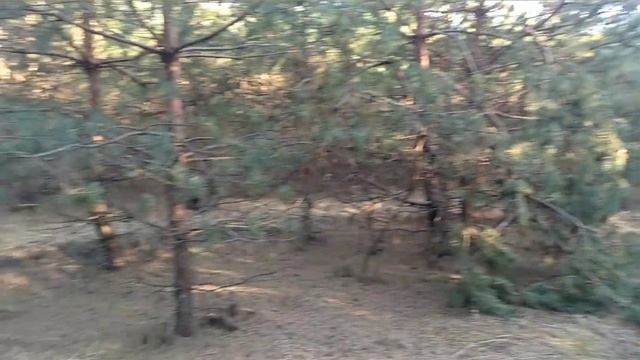 #58 Кто загибает эти деревья и раскидывает сосновые ветки? Йети. Снежный человек. Леший. Bigfoot смотреть онлайн