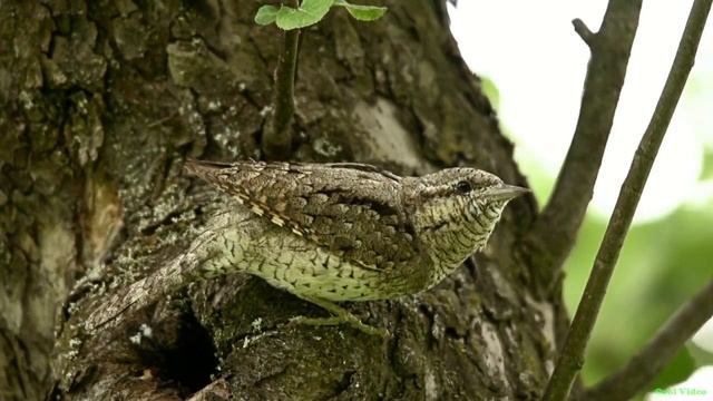 Вертишейка (птица) - Eurasian wryneck смотреть онлайн