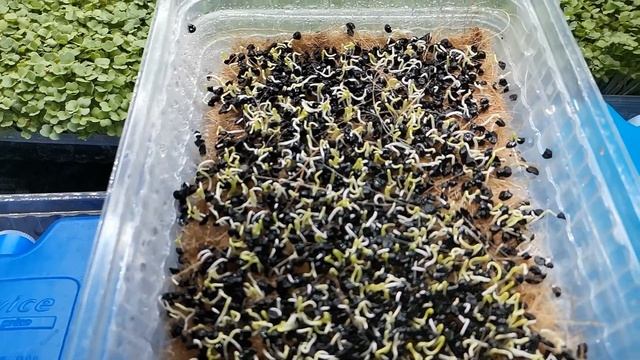 Бизнес дома. Результат посадки спустя 4 дня смотреть онлайн