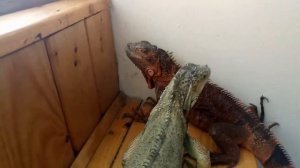 Ухаживания зелёной игуаны за самкой!!!