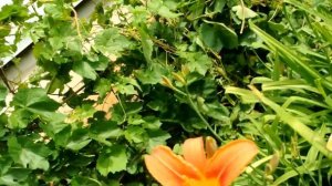 Виноград на Урале. Вырастить легко, а вот собрать...