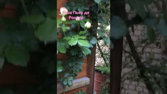 Роза Пьер де Ронсар на даче смотреть онлайн