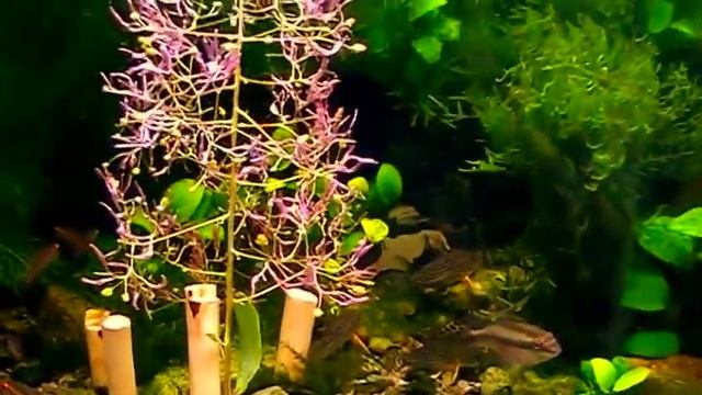 #Aquarium. Новогодний аквариум. смотреть онлайн