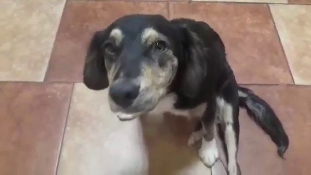 Гоша ищет дом смотреть онлайн