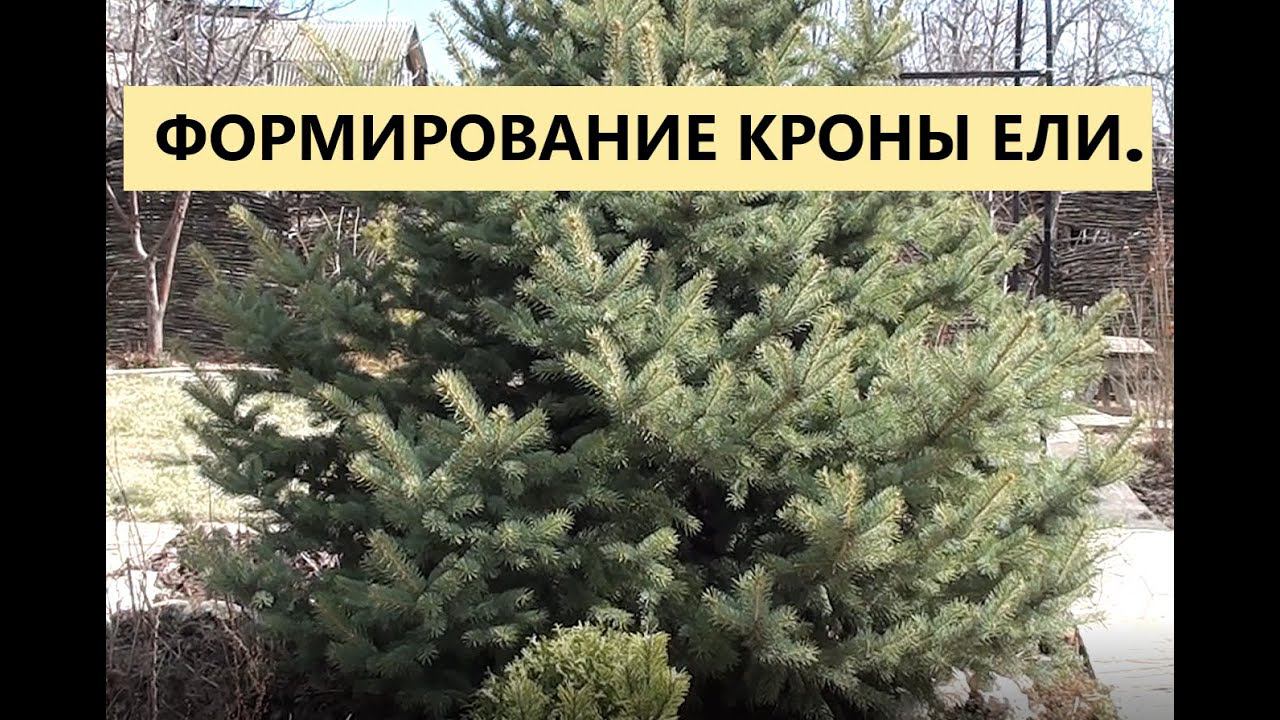 Обрезка и формирование кроны елей. смотреть онлайн