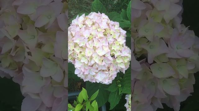 Nikko blue starter plant bought at Walmart last spring смотреть онлайн