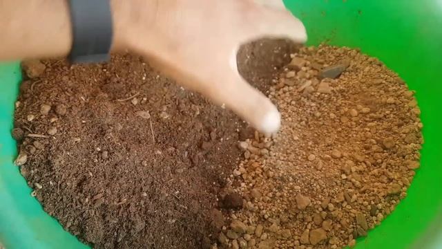 Bougainville flowers, How to get Maximum flowers on Bougainville смотреть онлайн