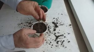 Как вырастить мандарин из косточки в домашних условиях на подоконнике