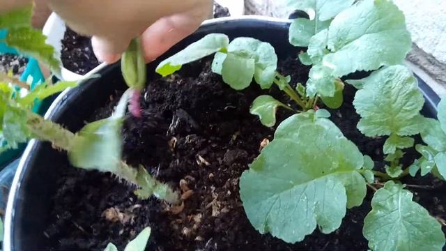 Первая собственновыращенная на балконе редиска. 29.07.2019. смотреть онлайн