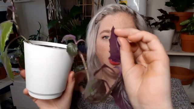 6 UNEXPECTED TRAILING HOUSEPLANTS