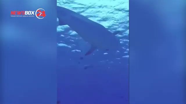 Тигровая акула напала на Приморского дайвера смотреть онлайн