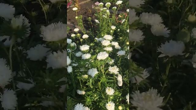 Белые астры смотреть онлайн