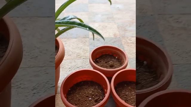 # Ledebouria Socialis / Silver Squill /Leopard Lily- Care N Propagation.