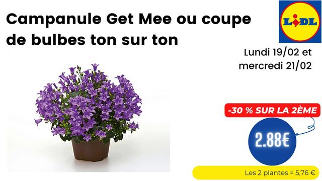 💥 ARRIVAGE LIDL💥 LES PLANTES ET FLEURS DU MOMENT - 19 février 2024 - 7 OFFRES - FRANCE смотреть онлайн