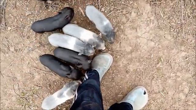 Апрель - первый месяц жизни поросят/Новая Жизнь РоМашки смотреть онлайн