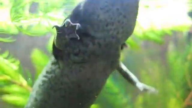 Ambystoma mexicanum Аксолотль. смотреть онлайн