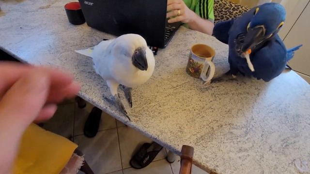 Попугаи играют в игрушки и конечно же жадничают и вредничают!) Попугай ара, какаду, гиацинтовый ара смотреть онлайн
