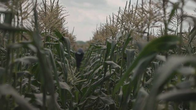 Brian Campbell Farms — Local Sweet Corn смотреть онлайн