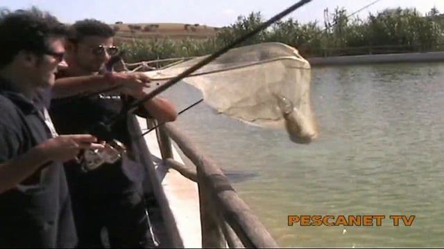 Pesca al pesce gatto e storioni смотреть онлайн