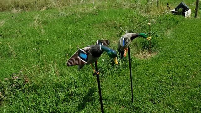 Baby Mojo Drake vs. Lucky Duck HD Spinning Wing Decoy смотреть онлайн
