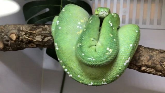 Aru green tree python breeding update смотреть онлайн