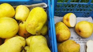 Груша бере Дюрандо