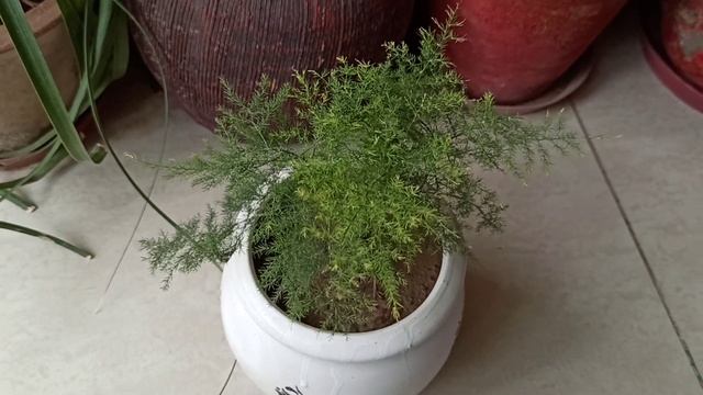 Asparagus fern/asparagus plumosus plant?care#gardening with geet kumar. смотреть онлайн