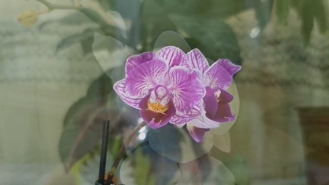 ОРХИДЕИ - ПОДАРКИ себе к 8 Марта:ЖЕЛТЕЮЩАЯ бабочка и фаленопсис Венецианский Карнавал.