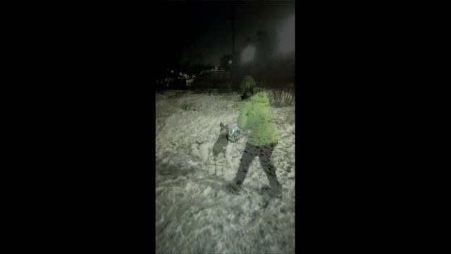 ВОЛЬТ. Стафордширсkий терьер ищет любящую семью! смотреть онлайн